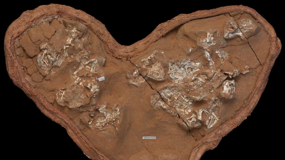 The clutch of fossilized Protoceratops eggs and embryos examined in this study was discovered in the Gobi Desert of Mongolia at Ukhaa Tolgod. (Credit: M. Ellison/©AMNH)