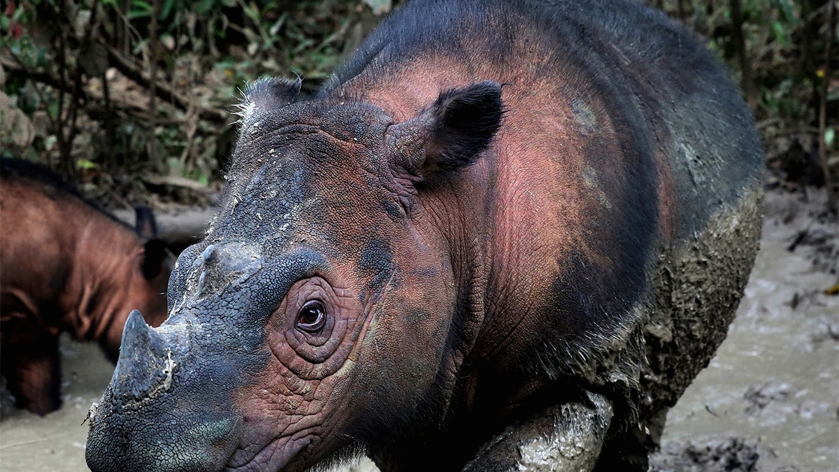 The Sumatran rhino (Dicerorhinus sumatrensis) is one of the most endangered mammals on Earth. Approximately 80 individuals remain in northern Sumatra, Indonesia, but poaching for their tusks and habitat loss threaten them with extinction. (Credit: Rhett Buttler/Mongabay)