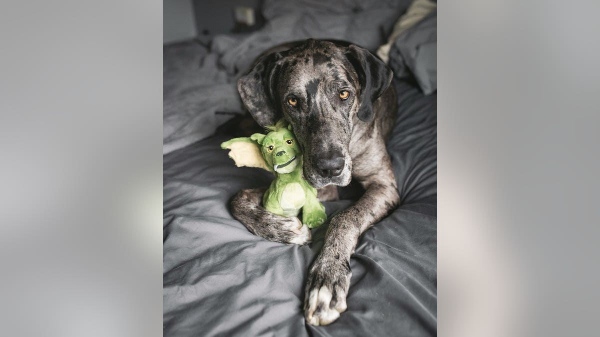 This heartwarming set of images shows an adorable Great Dane who has grown up with its faithful favorite toy by its side. (Credit: SWNS)