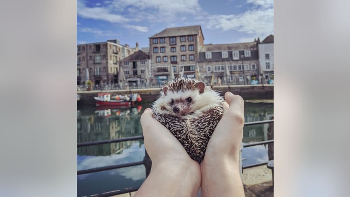 Winston at the The Barbican and Sutton Harbour. A pet hedgehog has become a social media 'celebrity' after being pictured at famous landmarks while on a walk with its owner. See SWNS story SWPLhedgehog. A pet hedgehog has become a social media 'celebrity' after being pictured at famous landmarks while on a walk with its owner. Georgie Andrews, 23, has a pet African pigmy hedgehog called Winston Churchquill and the pair are inseparable. So much so, that on a recent walk around Plymouth, Devon, Georgie decided to take Winston with her. She photographed the tiny mammal in front of many iconic sights in the city, including the Hoe, the Barbican, and the Naval Memorial.