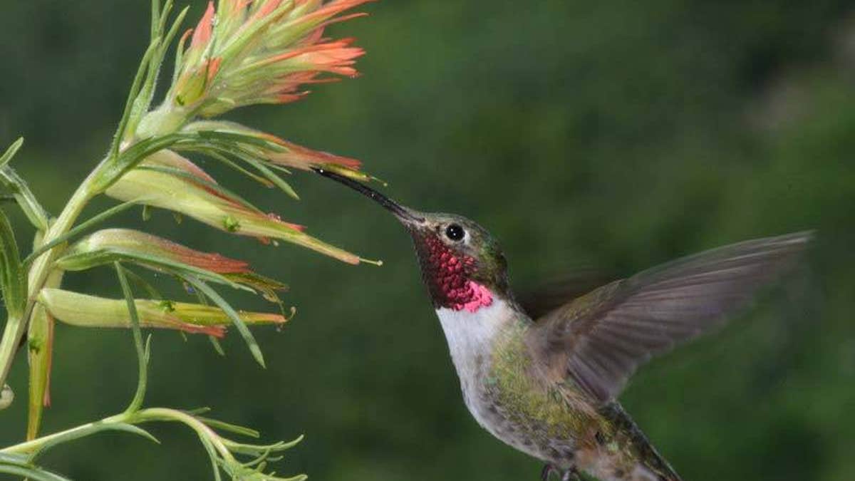 To other birds, this male’s magenta throat feathers likely appear as an ultraviolet plus purple combination color. (Credit: David Inouye, University of Maryland-College Park)