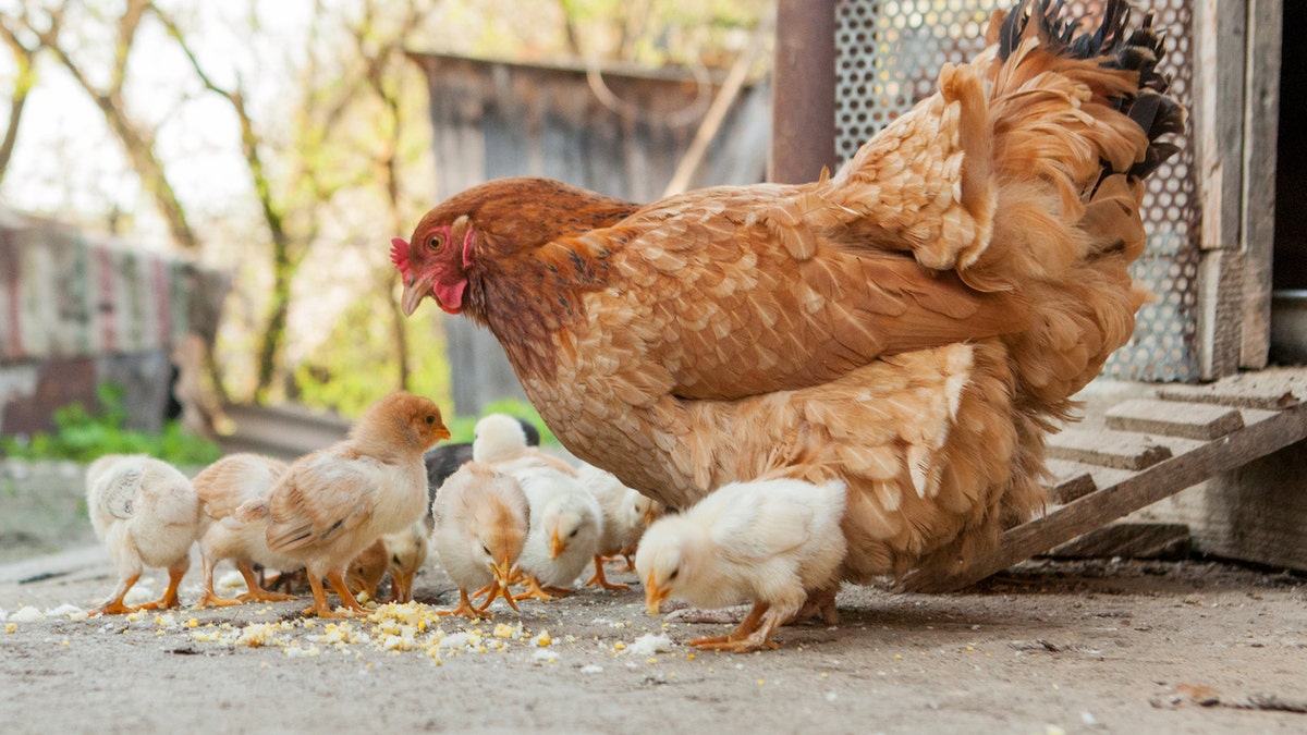 Chicken stands with chicks