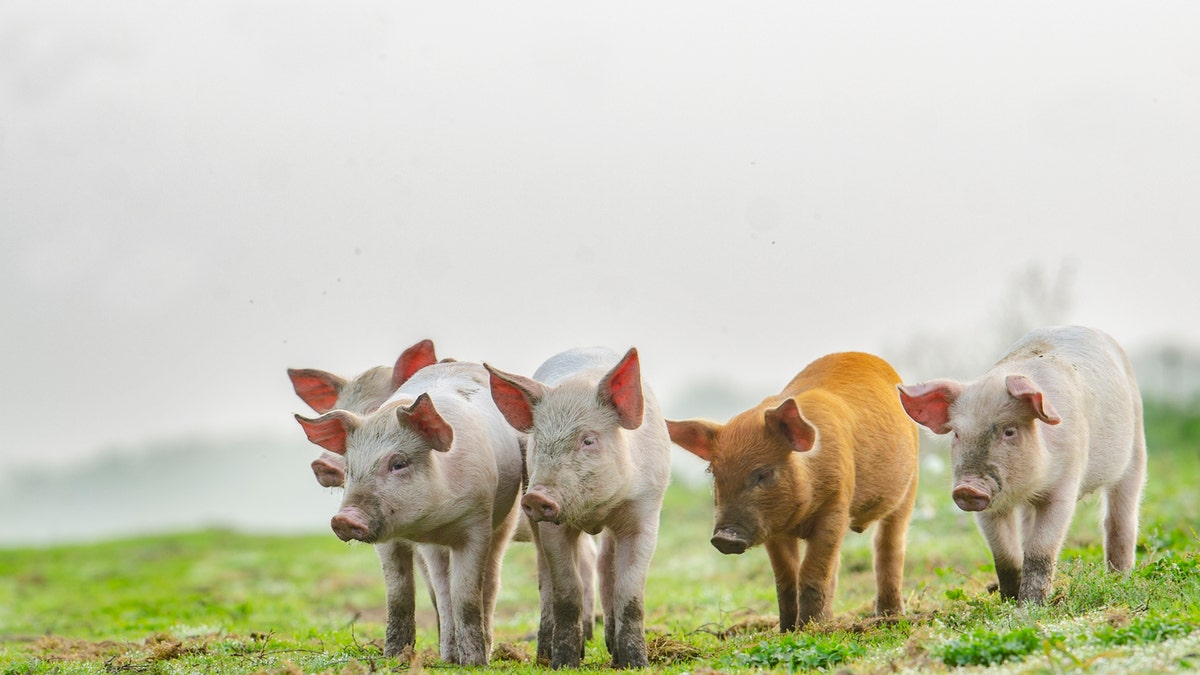The Pirbright Institute recently announced that two doses of an experimental COVID-19 vaccine successfully produced a greater antibody response than a single dose in pigs. (iStock)