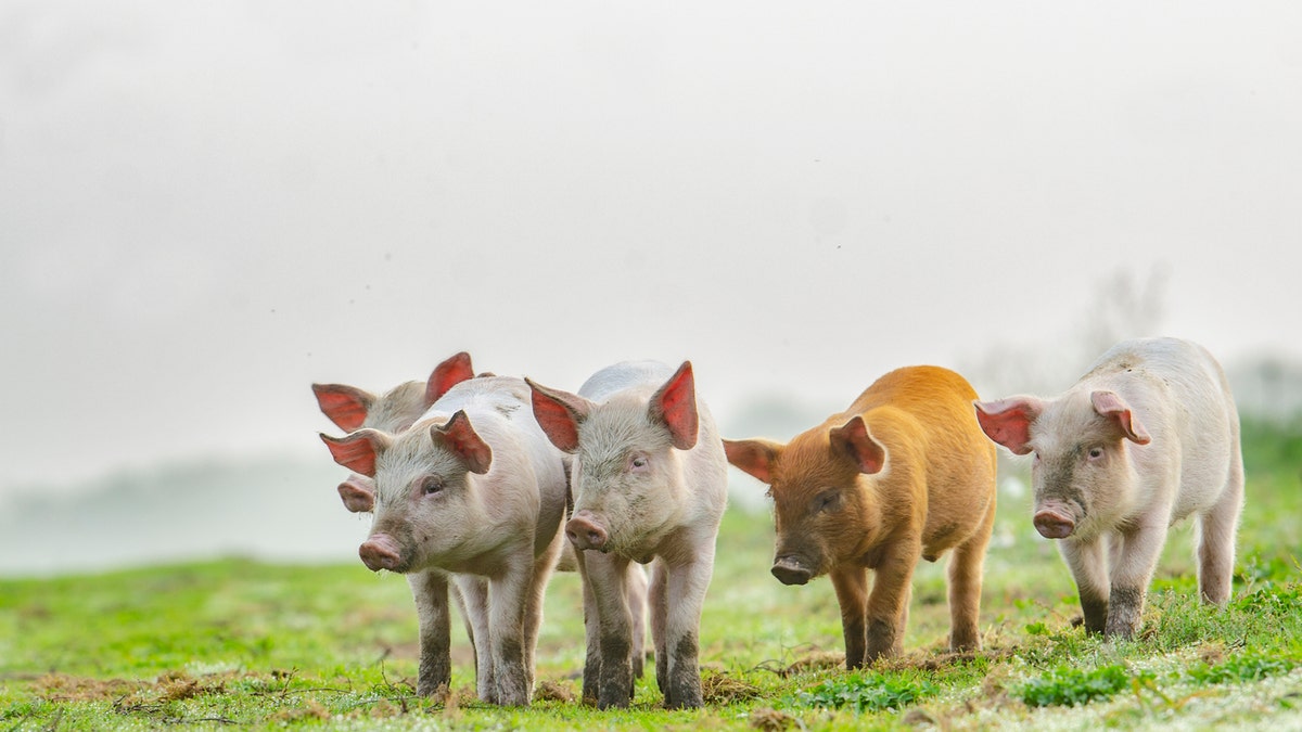 The Pirbright Institute recently announced that two doses of an experimental COVID-19 vaccine successfully produced a greater antibody response than a single dose in pigs. (iStock)