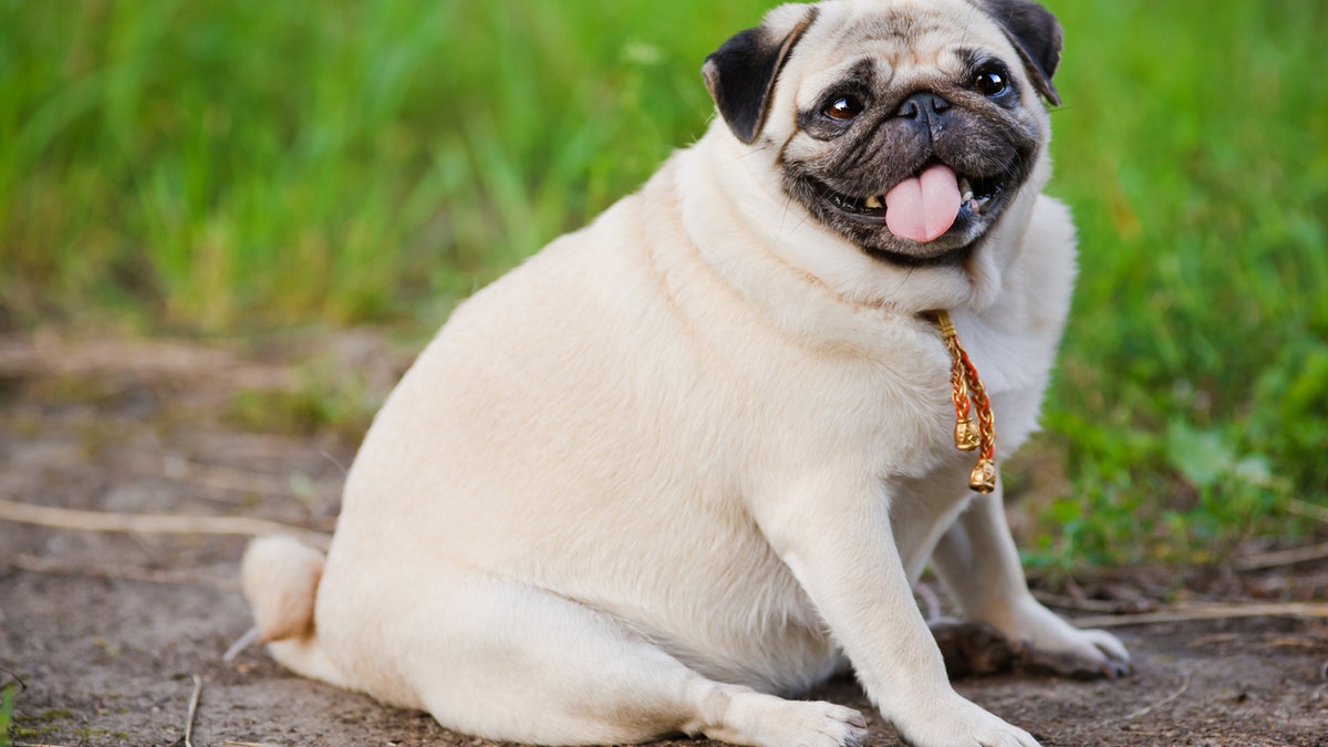Now, some cat and dog owners are putting their four-legged pals on strict diet plans.