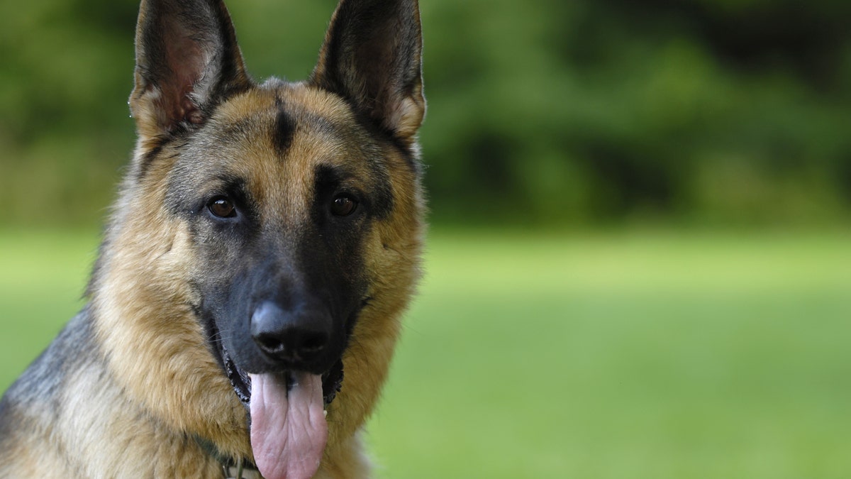 The two German shepherds, like the one pictured above, were both 10 years old.