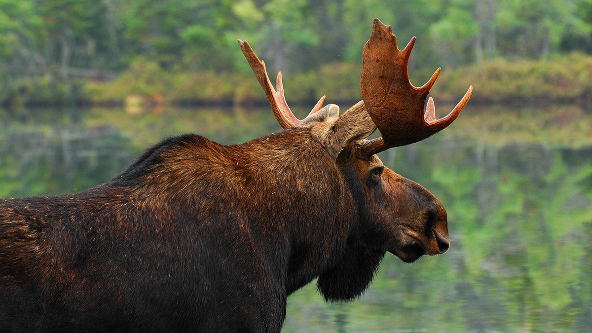 A close-up of a real bull moose looking across the pond in Maine. At 25 years old, Lenny has outlived his wildlife counterparts, most likely.