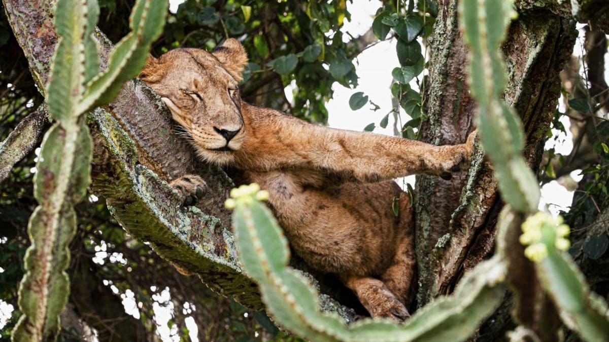 This is the moment a photograph captured a pack of lazy lions choosing to take a nap on the branches of a huge cactus-like tree, the euphorbia tree. (Credit: SWNS)