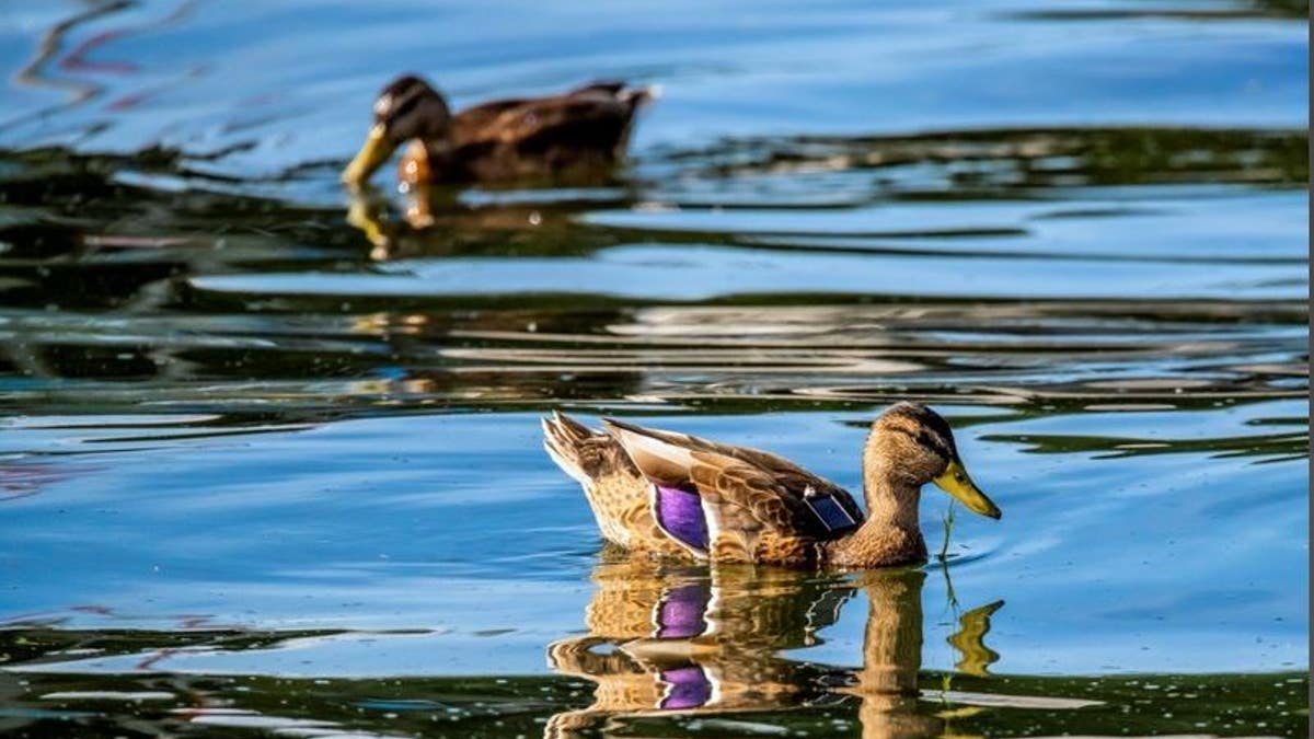 Mallard with solar GPS tag. © Sergio Izquierdo