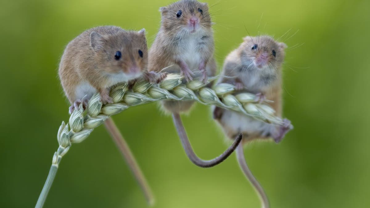 Incredible pictures show tiny wild harvest mice sitting on