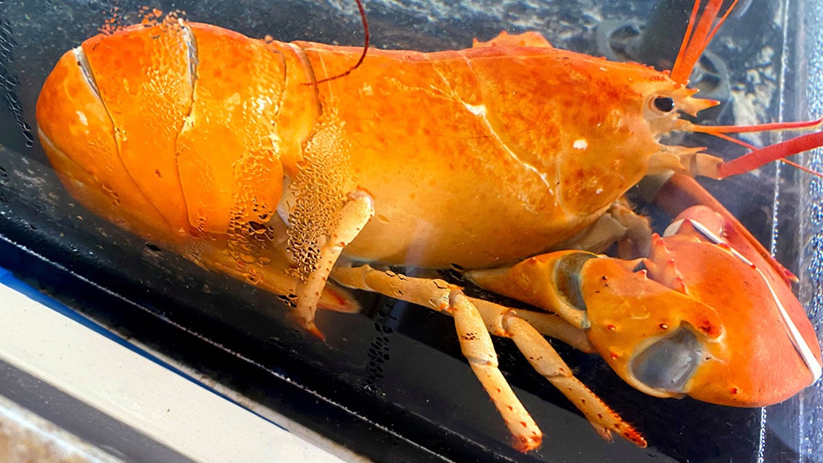 Arnold’s Lobster and Clam Bar in Eastham revealed the rare catch, pictured, on social media on Sunday.