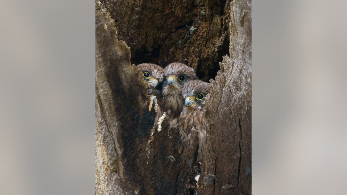 Three kestrel chicks peer out from their nest waiting for mum to return with food in Richmond Park, London. (Credit: SWNS)