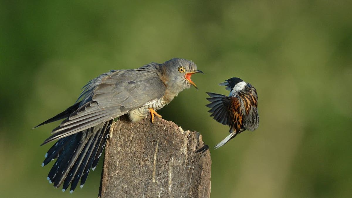 These hilarious photos show a cuckoo seeing off a series of smaller birds in a string of furious face-offs. (Credit: SWNS)