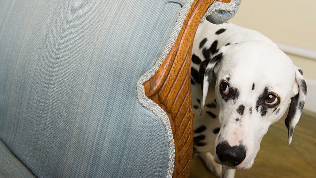 Dalmation by a chair