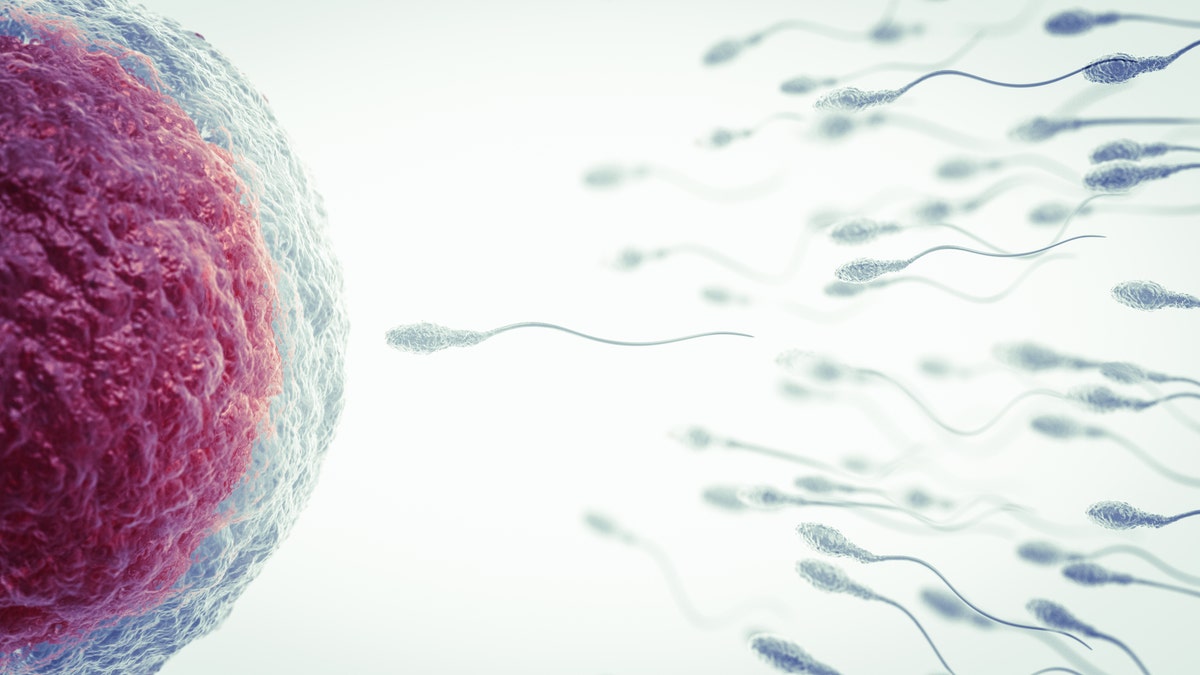 A new study has found that a woman’s eggs are especially selective when choosing the most ideal sperm for fertilization.