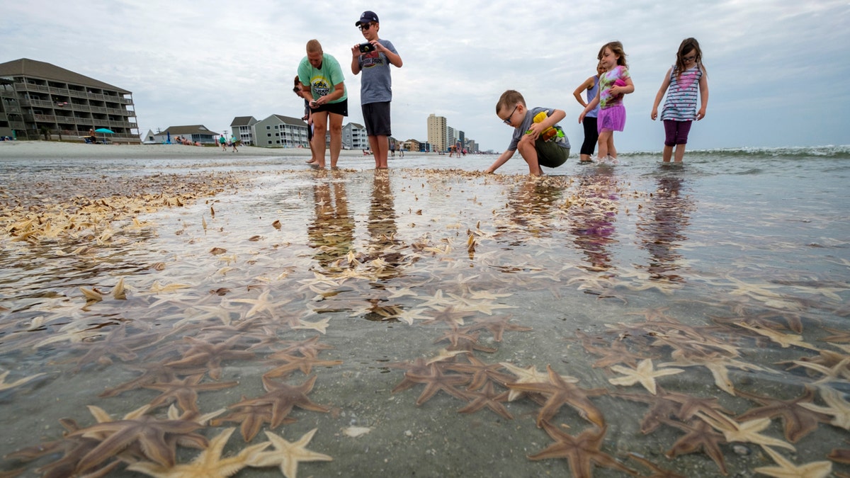 Thousands of small starfish washed ashore during low tide on Garden City Beach, S.C. Residents and tourists rushed play in the mass of wriggling starfish, collecting some and putting handfuls of others back into the water.