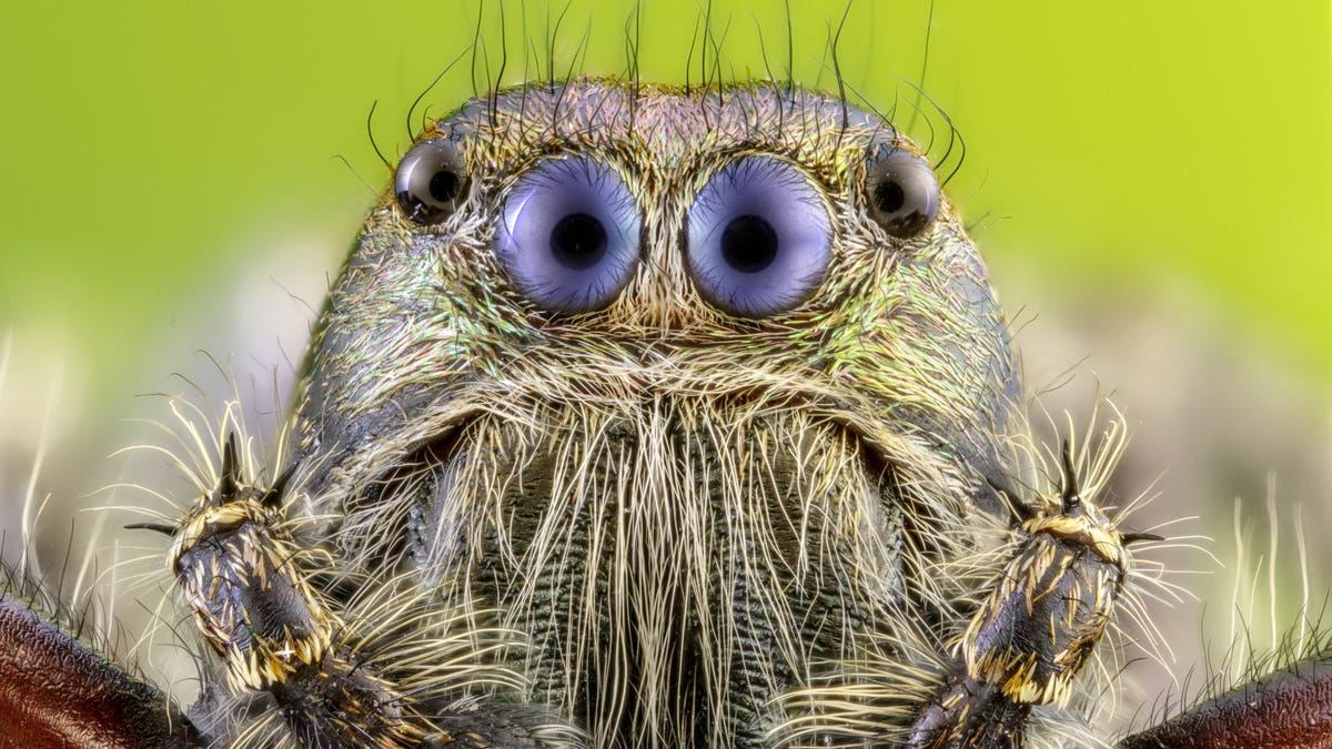This cute, furry spider is keeping a close eye on things – as an amazing, close-up photo shows four of its beady eyes and fine facial hairs in vivid detail. The tiny Hyllus diardi jumping spider typically measure between just 1cm to 1.5cm across (0.39 to 0.59 inches) – small enough to sit on a fingertip. (Credit: SWNS)