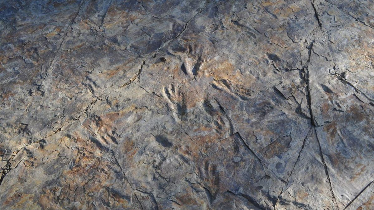Photograph of trackways made by ancient South Korean bipedal crocodile track-makers. (Credit: Dr Seul Mi Bae)