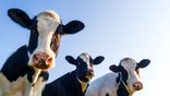 The cows were genetically modified to have partly human immune systems and tests suggest they are now producing antibodies that are four times more potent than those from recovered humans.