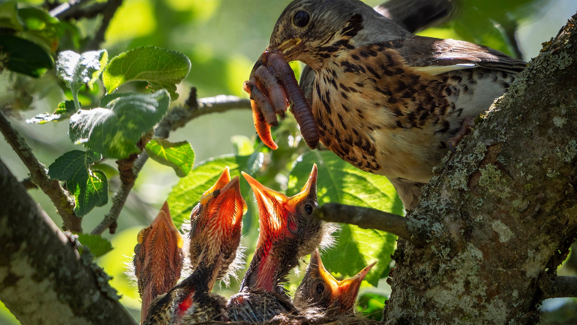 A catbird feeds its nestlings on an apple tree in the village of Podolye, Russia, June 14, 2020. 