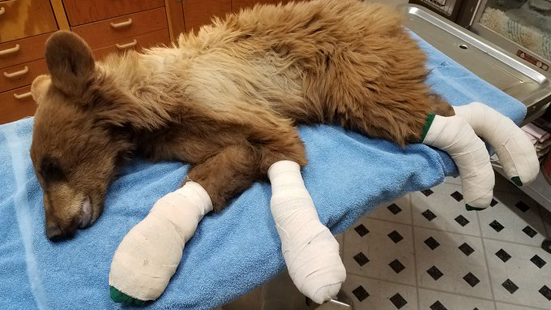 A bear whose feet were badly burned during the East Canyon fire rests after being rescued and having its feet treated by Colorado Parks and Wildlife staff at a facility near Durango Colorado, June 16, 2020.  