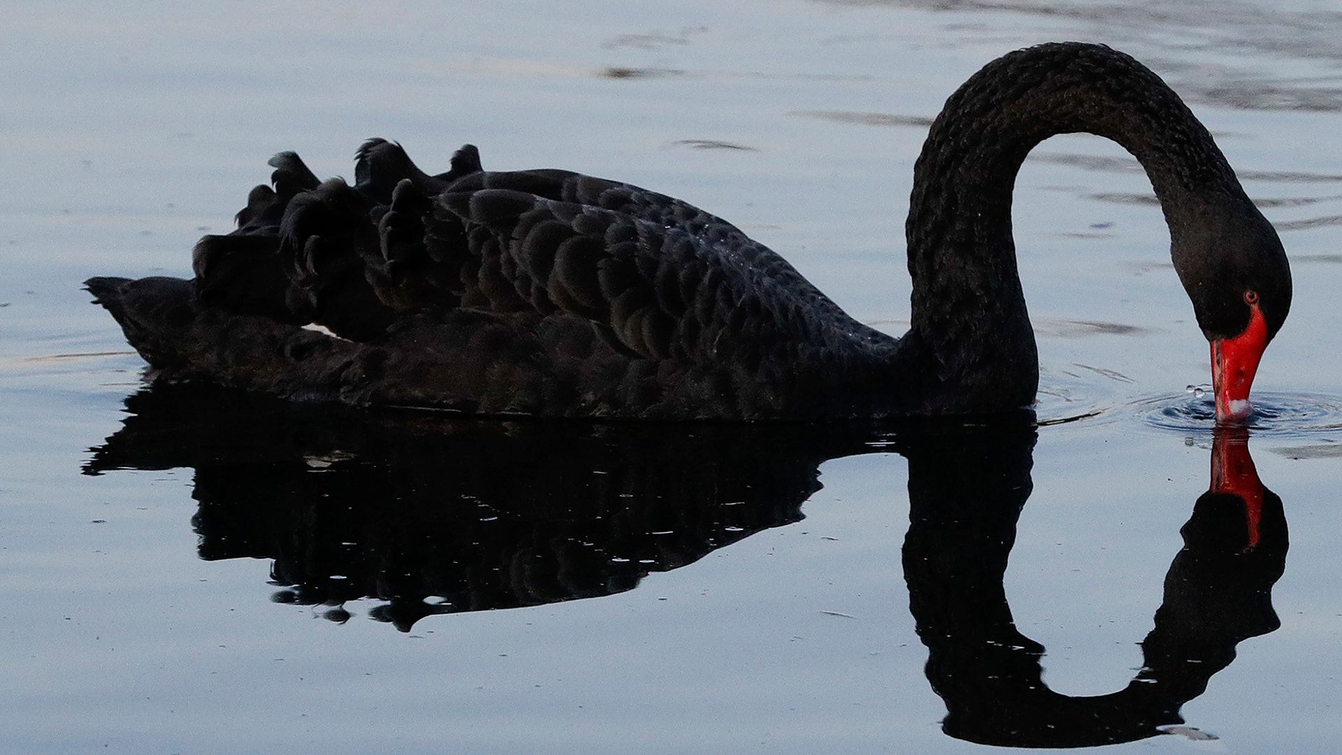 A swan searches for food on the Avon River in Christchurch, New Zealand, June 16, 2020. 