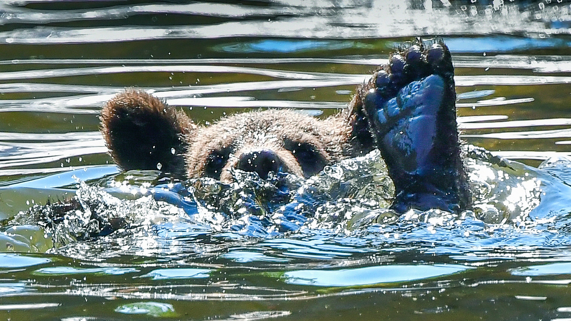 A bear cub cools off in a pond in its enclosure at Skansen open-air museum and zoo in Stockholm, Sweden, June 25, 2020. 