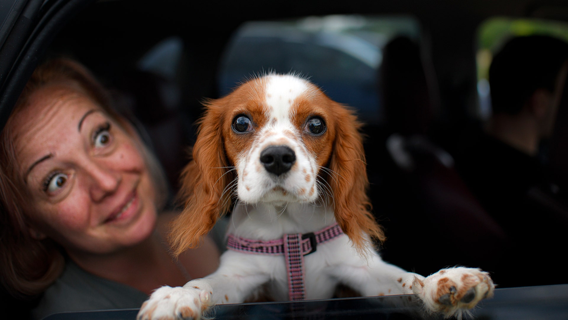 Buddy the dog peers from a vehicle before the start of a movie at a drive-in cinema in Snagov, Romania, June 1, 2020.
