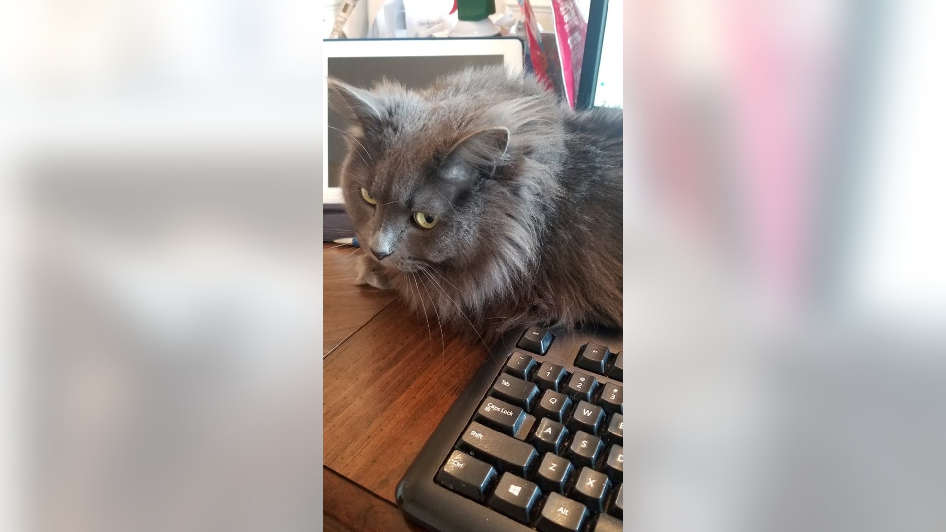 Hi to all of the people on the FIVE. Thought you would enjoy my picture of my helper Jackson. He thinks I can't work without him. Love your show I watch it everyday. Paula from Covington Twp Pa