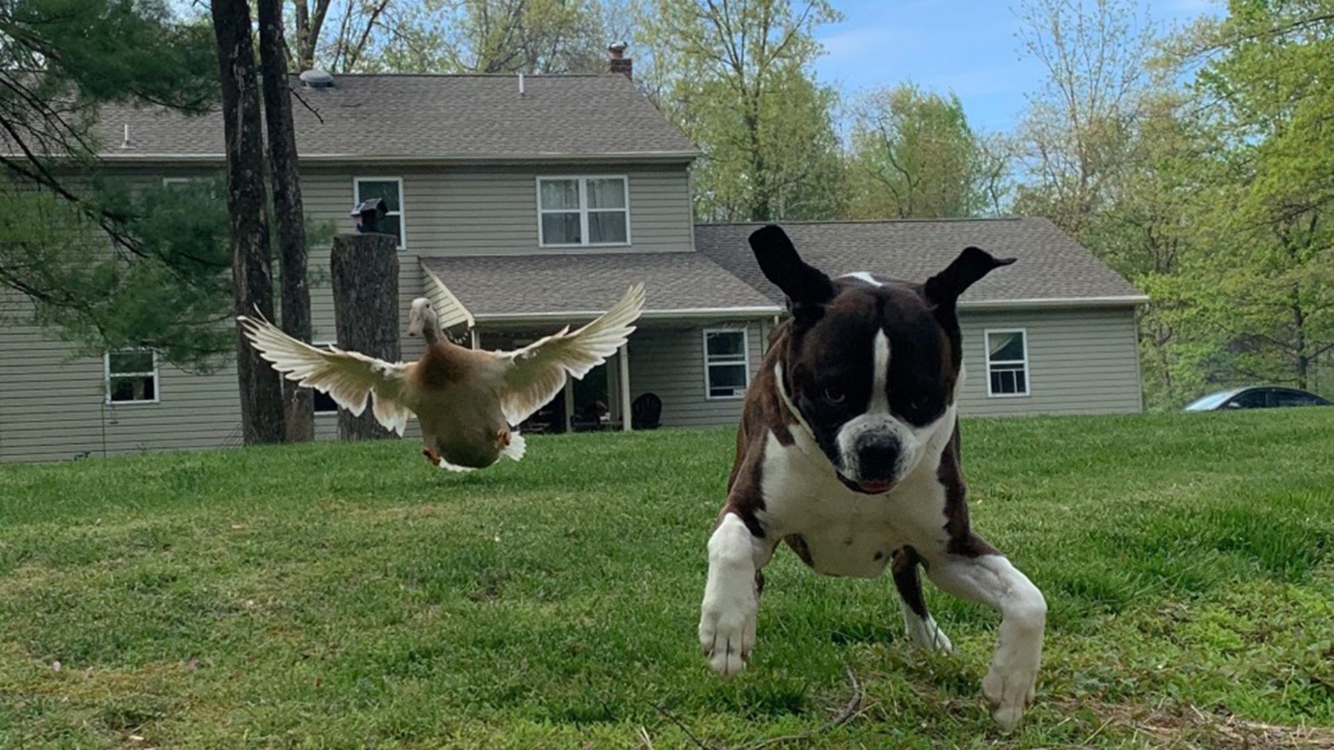 Hello! This is a photo I recently took of my duck (Kiki) and my dog (Peanut), they really are best friends!! They love to run together! Thought it could bring a smile to the people’s faces!! Hope you enjoy! Sierra Franco