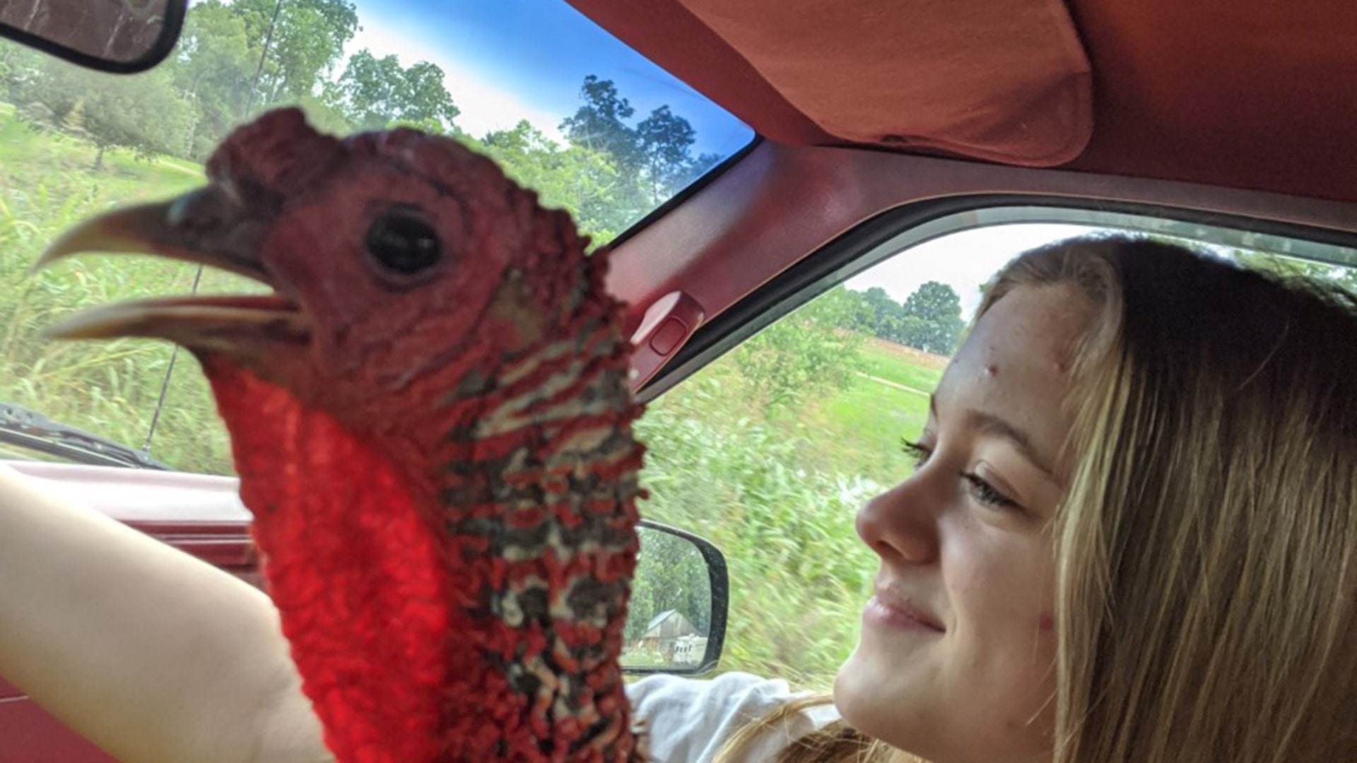 Hoping this gets put on the show. We took the turkey (named Big Man) for a ride. He was, surprisingly, well-behaved and quite enjoyed his trip. He hopes to ride again sometime after this coronavirus is over!