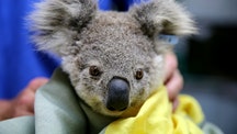 Koalas could face extinction in Australia's New South Wales by 2050, report warns