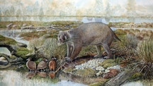 Prehistoric bear-sized marsupial once roamed Australia, scientists reveal