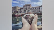 Hedgehog goes viral on Instagram after taking pictures at landmarks in England