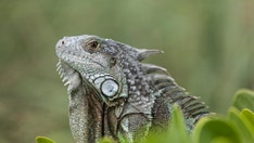 Five unusual foods eaten during Lent from around the world