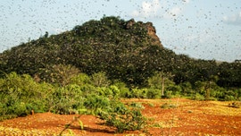 Vast locust swarms in East Africa put almost 5 million people at risk of hunger and famine: Experts