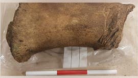 Ancient whale bones unearthed beneath Edinburgh construction site