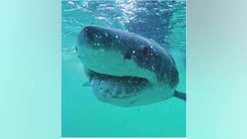 Great white sharks have surprising diet when they're young, researchers find