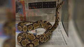 Hunter in Hawaii captures python; officials can't explain how it got on island