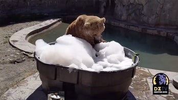 Giant grizzly bear jumps into bubble bath at Denver Zoo in adorable video