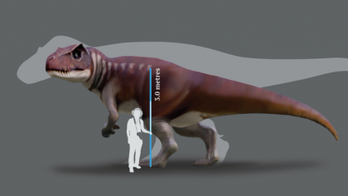 'Jurassic Park' discovery: Giant footprints shed new light on huge carnivorous dinosaurs