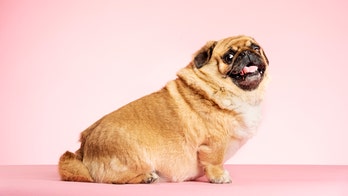 Pet owners say their furry friends are gaining weight during quarantine, too