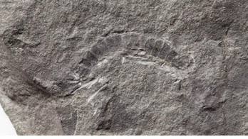 World’s oldest bug discovered on Scottish island