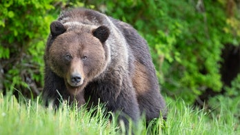 Grizzly bear fatally mauls hunter in Alaska state park