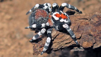 Scientists discover 'Joker' spider