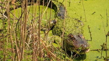 South Carolina beachgoers spot 'out-of-place' alligators after deadly attack