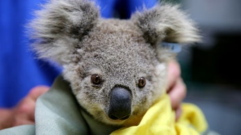 Koalas could face extinction in Australia's New South Wales by 2050, report warns
