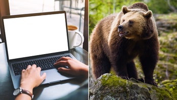 California woman hits bear with laptop after being attacked in her sleep