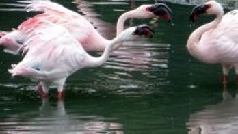 Nasty in pink: Flamingos with brighter feathers are more aggressive than others, study says