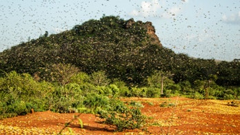 Vast locust swarms in East Africa put almost 5 million people at risk of hunger and famine: Experts
